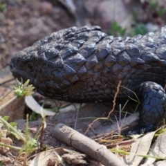 Tiliqua rugosa (Shingleback Lizard) at Mount Majura - 29 Sep 2014 by AaronClausen