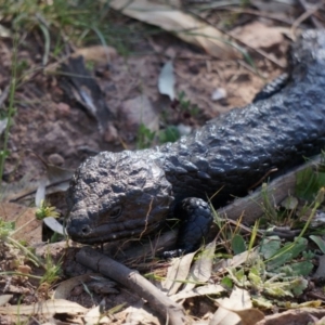 Tiliqua rugosa at Majura, ACT - 29 Sep 2014