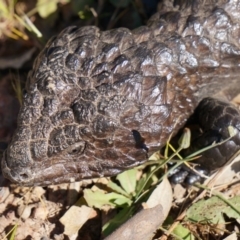 Tiliqua rugosa (Shingleback Lizard) at Majura, ACT - 29 Sep 2014 by AaronClausen