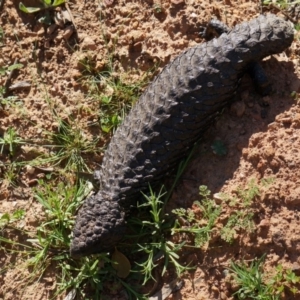 Tiliqua rugosa at Majura, ACT - 29 Sep 2014 03:09 PM