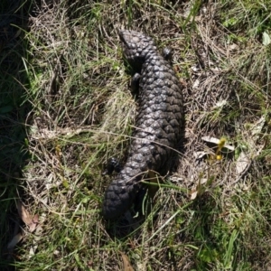 Tiliqua rugosa at Hackett, ACT - 18 Oct 2014 02:37 PM