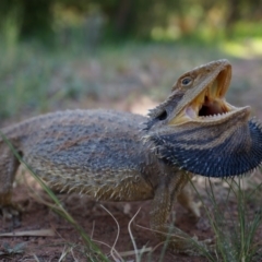 Pogona barbata (Eastern Bearded Dragon) at Mount Majura - 18 Oct 2014 by AaronClausen