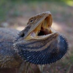 Pogona barbata at Watson, ACT - suppressed