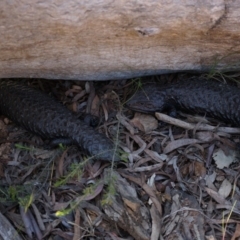 Tiliqua rugosa (Shingleback Lizard) at Mount Majura - 22 Oct 2014 by AaronClausen