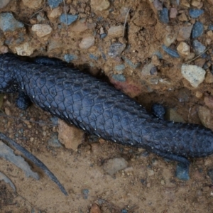 Tiliqua rugosa at Canberra Central, ACT - 22 Oct 2014 02:58 PM