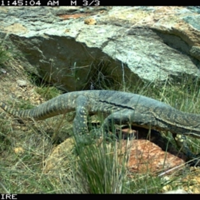 Varanus rosenbergi (Heath or Rosenberg's Monitor) at Michelago, NSW - 18 Mar 2012 by Gundharwar