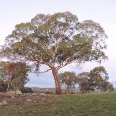 Eucalyptus melliodora (Yellow Box) at Oxley, ACT - 26 Apr 2015 by michaelb