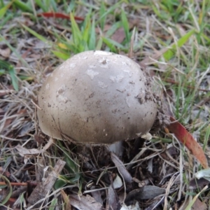 Amanita sp. at Greenway, ACT - 26 Apr 2015