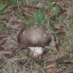 Amanita sp. at Greenway, ACT - 26 Apr 2015