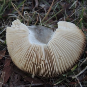 Amanita sp. at Greenway, ACT - 26 Apr 2015