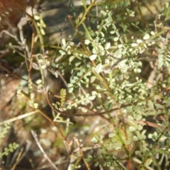 Indigofera adesmiifolia (Tick Indigo) at Stromlo, ACT - 27 Apr 2015 by MichaelMulvaney