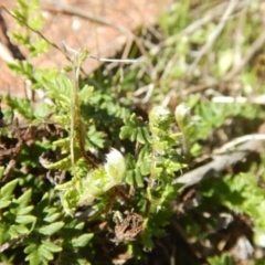 Cheilanthes distans (Bristly Cloak Fern) at Stromlo, ACT - 27 Apr 2015 by MichaelMulvaney