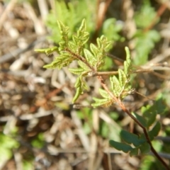 Cheilanthes distans at Stromlo, ACT - 27 Apr 2015