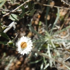 Leucochrysum albicans subsp. tricolor (Hoary Sunray) at Stromlo, ACT - 27 Apr 2015 by MichaelMulvaney