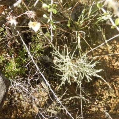 Leucochrysum albicans subsp. tricolor (Hoary Sunray) at Stromlo, ACT - 27 Apr 2015 by MichaelMulvaney