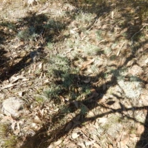 Leucochrysum albicans subsp. tricolor at Stromlo, ACT - 27 Apr 2015 01:39 PM