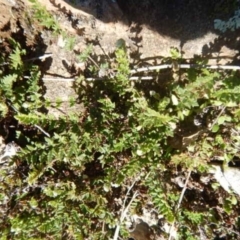 Cheilanthes distans (Bristly Cloak Fern) at Stromlo, ACT - 27 Apr 2015 by MichaelMulvaney