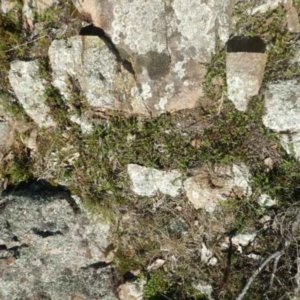 Cheilanthes distans at Stromlo, ACT - 27 Apr 2015