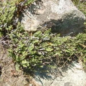 Cheilanthes distans at Stromlo, ACT - 27 Apr 2015