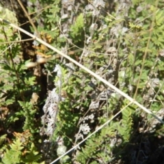 Cheilanthes distans at Stromlo, ACT - 27 Apr 2015