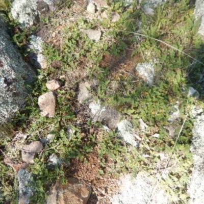 Cheilanthes distans (Bristly Cloak Fern) at Stromlo, ACT - 27 Apr 2015 by MichaelMulvaney