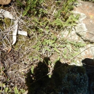 Cheilanthes distans at Stromlo, ACT - 27 Apr 2015 01:54 PM