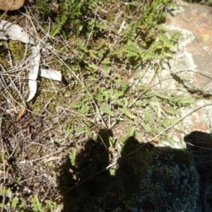 Cheilanthes distans at Stromlo, ACT - 27 Apr 2015