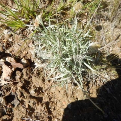 Leucochrysum albicans subsp. tricolor (Hoary Sunray) at Stromlo, ACT - 27 Apr 2015 by MichaelMulvaney