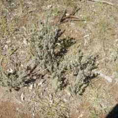 Lavandula stoechas (Spanish Lavender or Topped Lavender) at Stromlo, ACT - 27 Apr 2015 by MichaelMulvaney