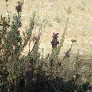 Lavandula stoechas at Stromlo, ACT - 27 Apr 2015