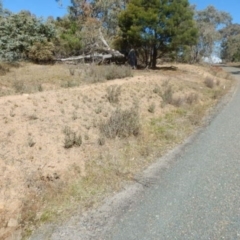 Lavandula stoechas at Stromlo, ACT - 27 Apr 2015