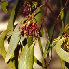 Amyema miquelii (Box Mistletoe) at Conder, ACT - 29 Jan 2000 by michaelb