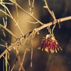 Amyema cambagei (Sheoak Mistletoe) at Pine Island to Point Hut - 9 Mar 2008 by MichaelBedingfield