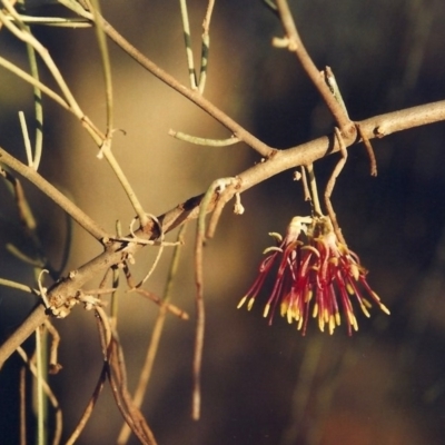 Amyema cambagei (Sheoak Mistletoe) at Greenway, ACT - 9 Mar 2008 by MichaelBedingfield