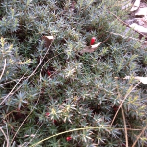 Styphelia humifusum at Chifley, ACT - 28 Apr 2015 04:43 PM