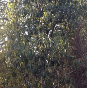 Brachychiton populneus subsp. populneus at Chifley, ACT - 28 Apr 2015