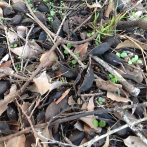 Brachychiton populneus subsp. populneus at Chifley, ACT - 28 Apr 2015