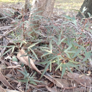 Brachychiton populneus subsp. populneus at Chifley, ACT - 28 Apr 2015