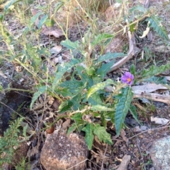 Solanum cinereum (Narrawa Burr) at Mount Taylor - 28 Apr 2015 by George