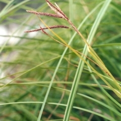 Carex polyantha (A Sedge) at Greenway, ACT - 23 Dec 2008 by MichaelBedingfield