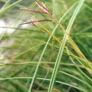 Carex polyantha at Greenway, ACT - 23 Dec 2008