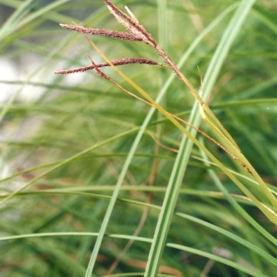 Carex polyantha (A Sedge) at Greenway, ACT - 23 Dec 2008 by MichaelBedingfield