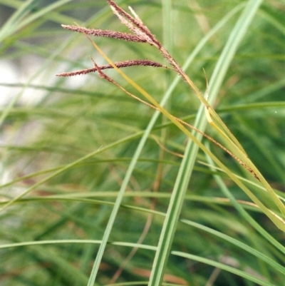 Carex polyantha (A Sedge) at Greenway, ACT - 22 Dec 2008 by michaelb