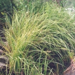 Carex polyantha at Greenway, ACT - 23 Dec 2008