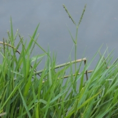 Paspalum distichum (Water Couch) at Greenway, ACT - 21 Apr 2015 by MichaelBedingfield