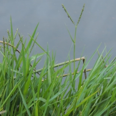 Paspalum distichum (Water Couch) at Greenway, ACT - 21 Apr 2015 by MichaelBedingfield