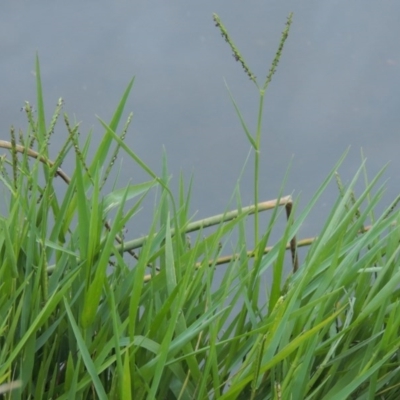 Paspalum distichum (Water Couch) at Lake Tuggeranong - 21 Apr 2015 by michaelb