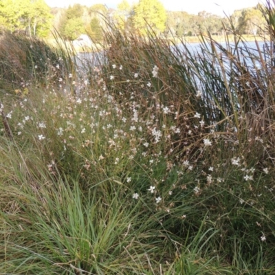 Oenothera lindheimeri (Clockweed) at Lake Tuggeranong - 22 Apr 2015 by michaelb