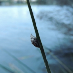 Schoenoplectus pungens at Greenway, ACT - 21 Apr 2015