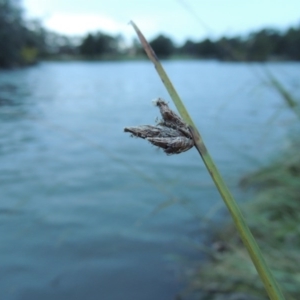 Schoenoplectus pungens at Greenway, ACT - 21 Apr 2015